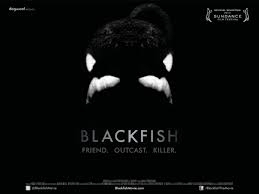 blackfish1